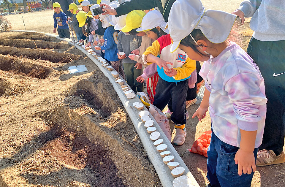 2026年2月 SuruSu上陽こども園 じゃがいも植え