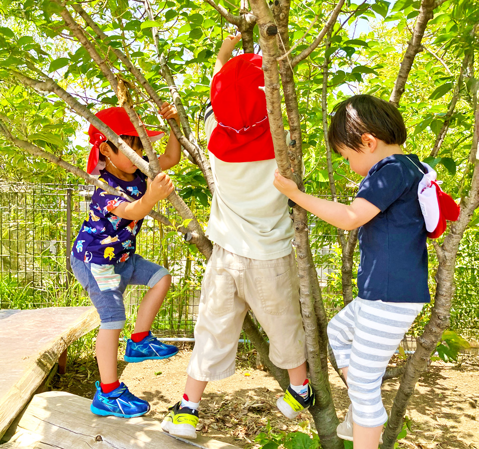 2025年5月 SuruSu祝昌こども園 さくらんぼ狩りの様子