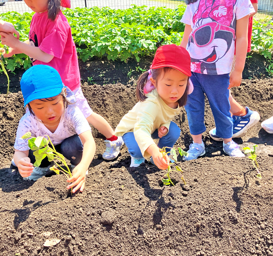 2025年5月 SuruSu祝昌こども園 さつま芋苗植えの様子